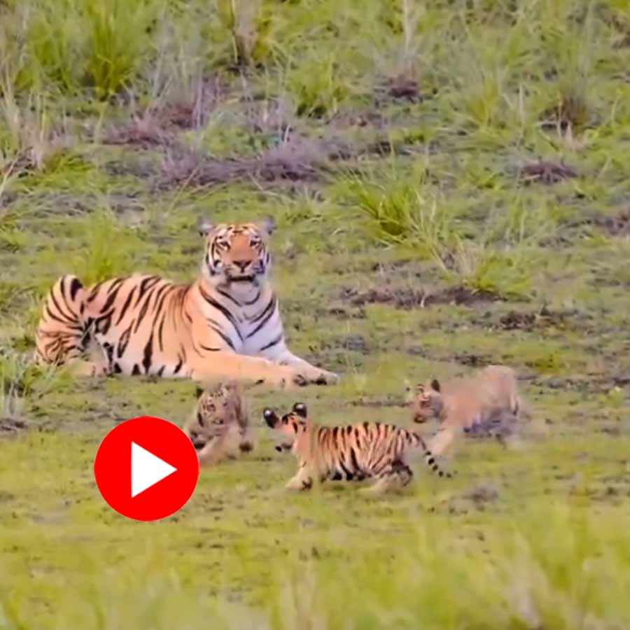 Video shows Tiger is taking rest while cubs are playing around