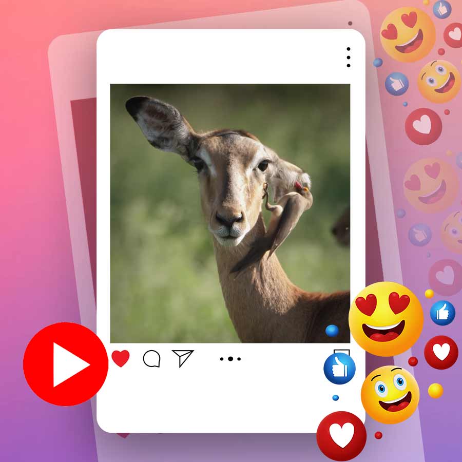 Video of red billed oxpecker cleaning deer's ear dgtl