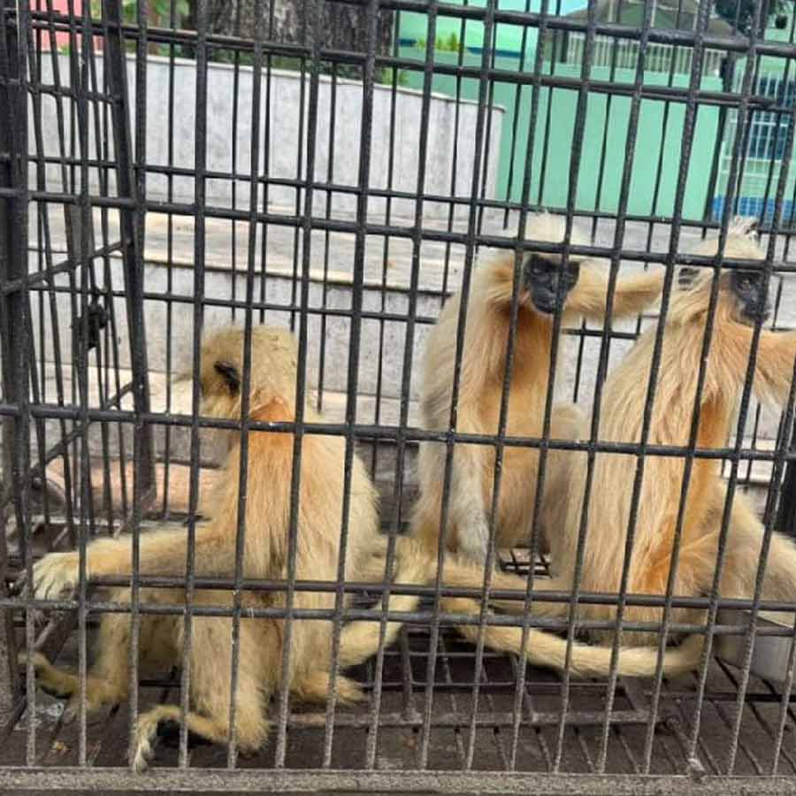 Rare golden monkey recovered by Beldanga police