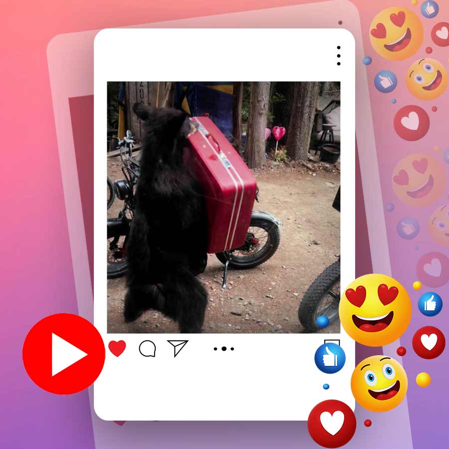 Video of bear running with suitcase goes viral dgtl