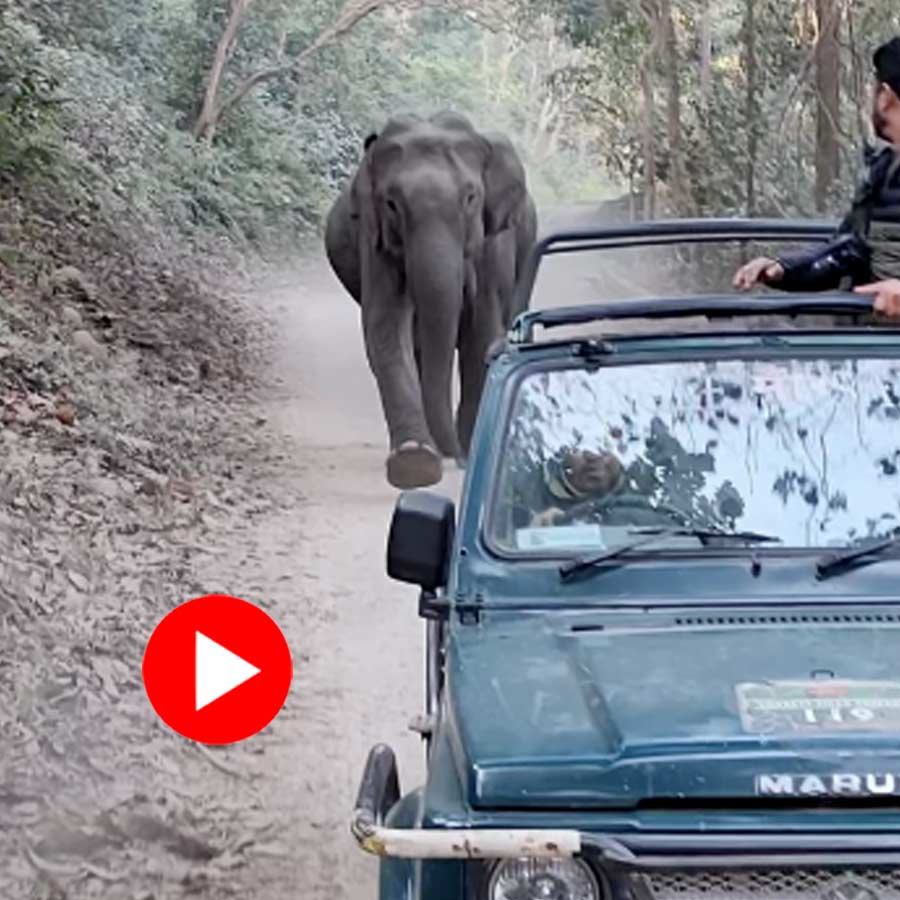 Video of elephant running behind safari vehicle in Jim Corbett National Park, Dhikala dgtl
