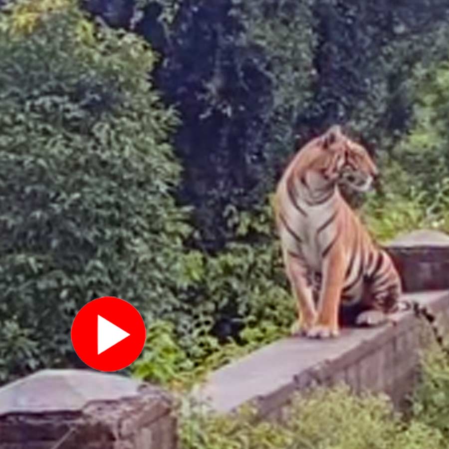 Video of tiger roaring in Nagarahole tiger reserve in Karnataka went viral dgtl