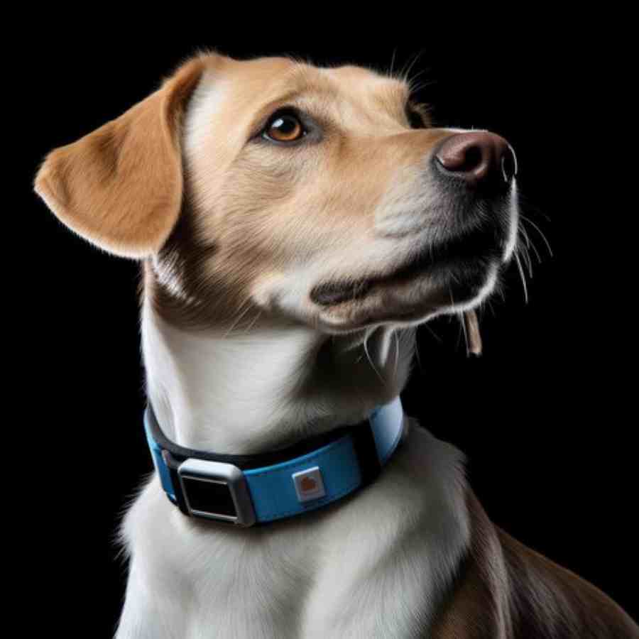 World’s first AI Based Dog collar to track pet health