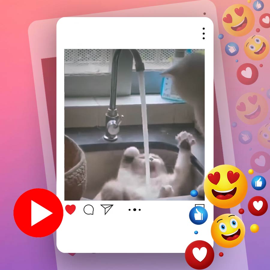 Video of cat jumping from basin when water fell on it goes viral dgtl