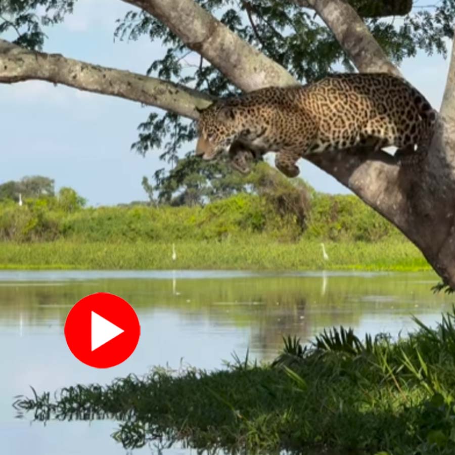 fight between jaguar and an alligator