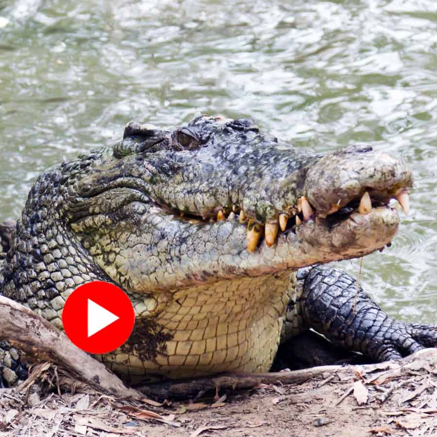 Video shows a crocodile right behind of a guy whe was bathing a buffalo in Uttar Pradesh