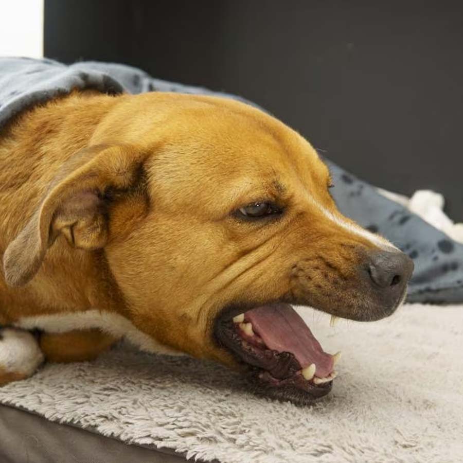 Discover the top pet choking hazards and learn how to avoid them to keep your furry friends safe