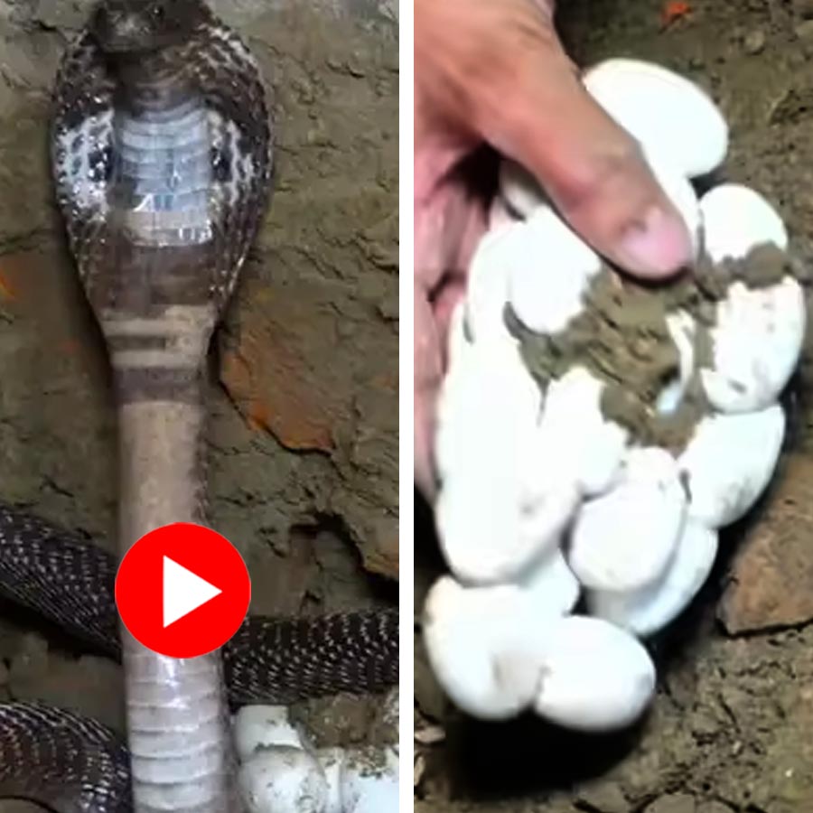 Video shows man rescuing snake in a village
