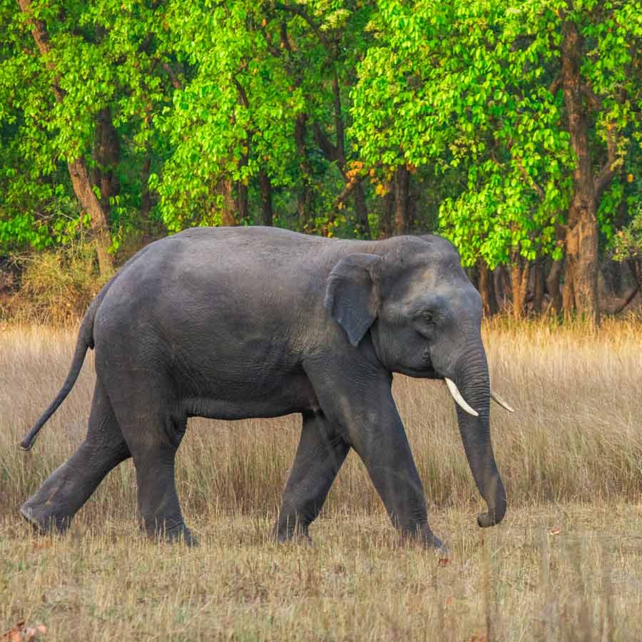 Calcutta High Court orders to search three elephants and get back them from Bihar dgtls