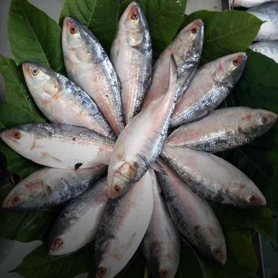 Bengalis relying on Hilsa imported from Gujarat to meet their cravings as production is less in West Bengal dgtld