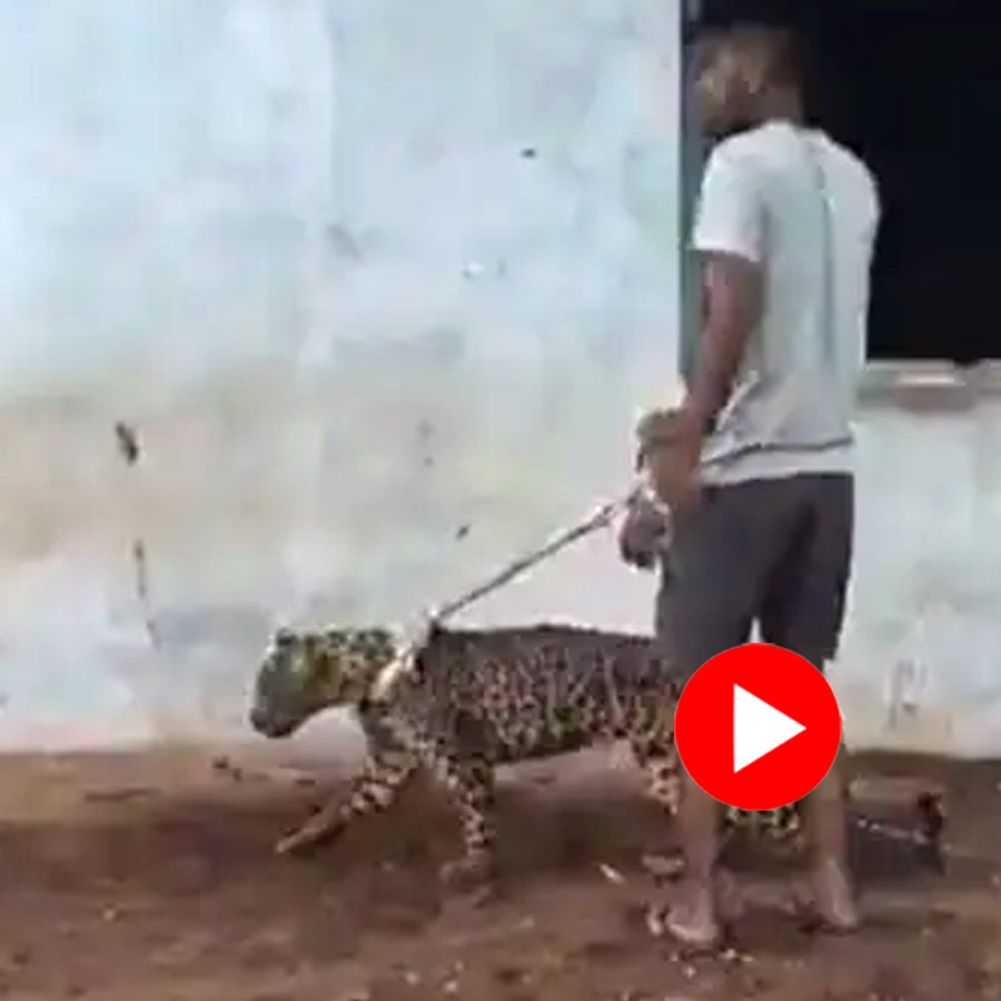 Sick and injured leopard was paraded on a leash
