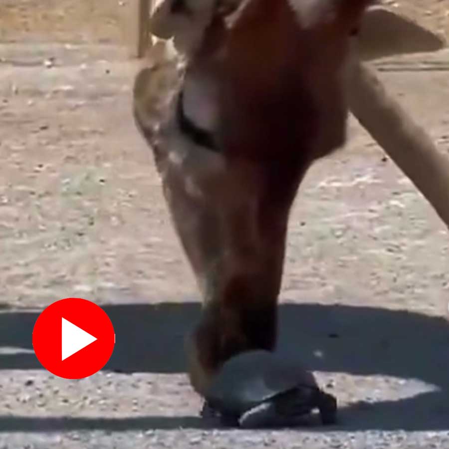 Video of giraffe pushing turtle goes viral dgtl