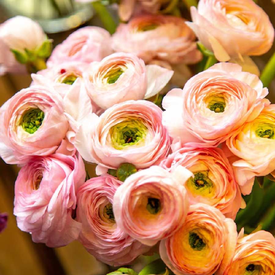 3 Flowers beautiful like rose you can grow your home garden dgtl