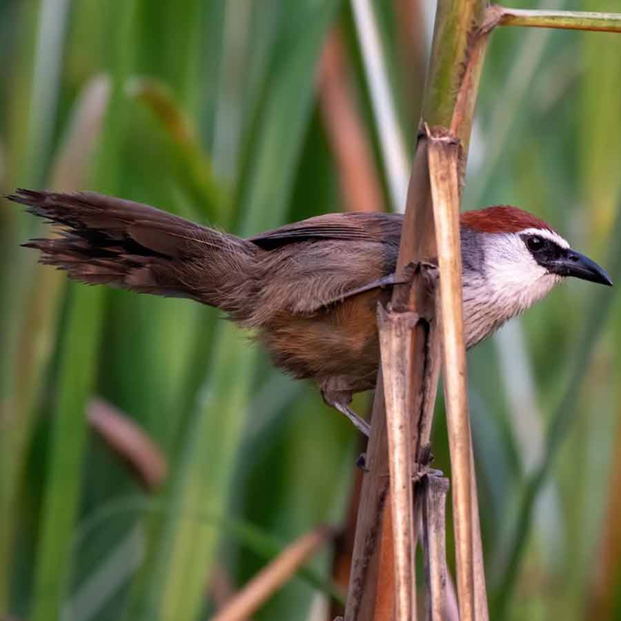 Birds endangered by excessive light during Puja