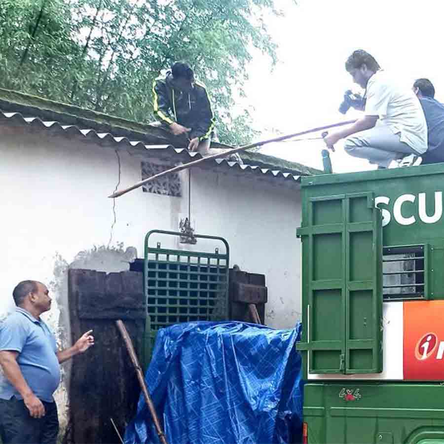 Royal Bengal Tiger entered  home at Silli, later forest department captured the tiger