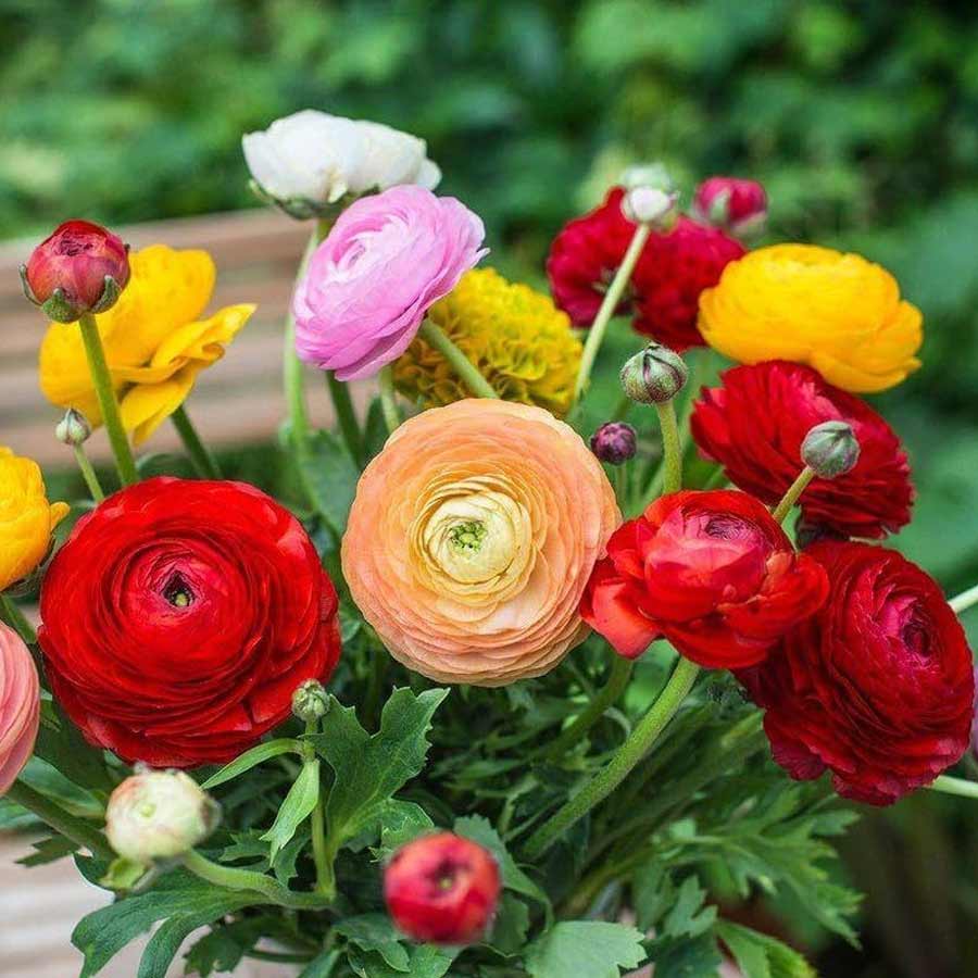 রানুকুলাসের সৌন্দর্য গোলাপের চেয়ে কম নয়।