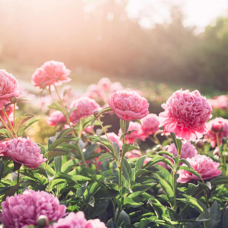 পিওনি রাখতে পারেন বাগানে।