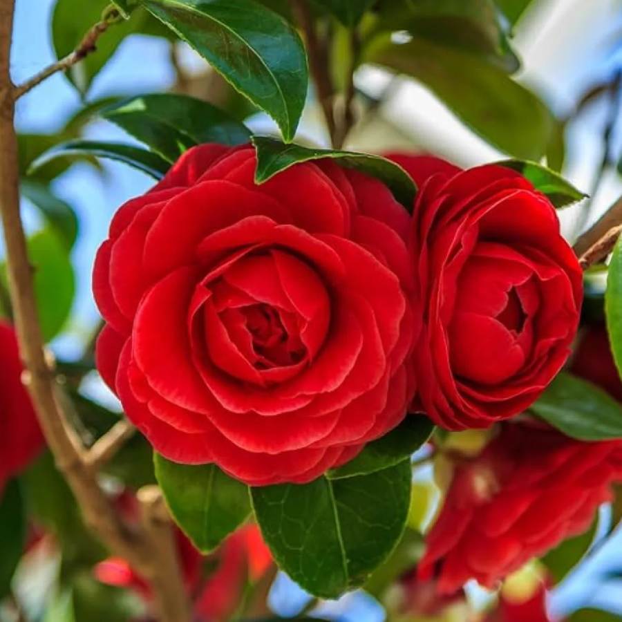 দূর থেকে দেখে গোলাপ বলে ভুল হওয়া কঠিন নয়। ক্যামেলিয়া ফুল।