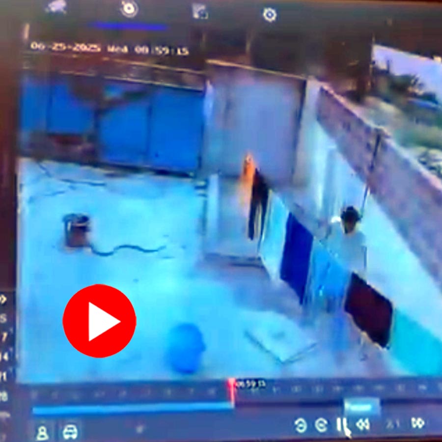 snakes moving freely on the Government Medical College Hostel