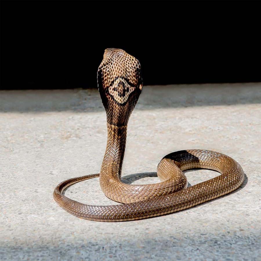 king cobra in Nepal