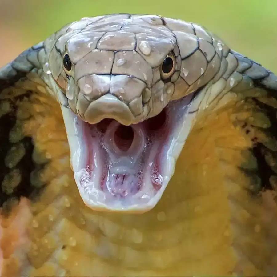 king cobra in Nepal