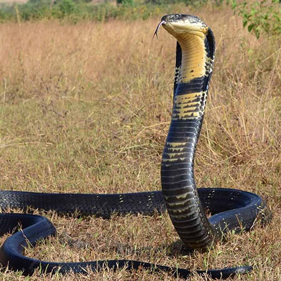 king cobra in Nepal
