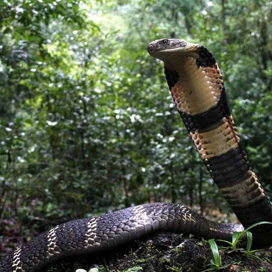 king cobra in Nepal
