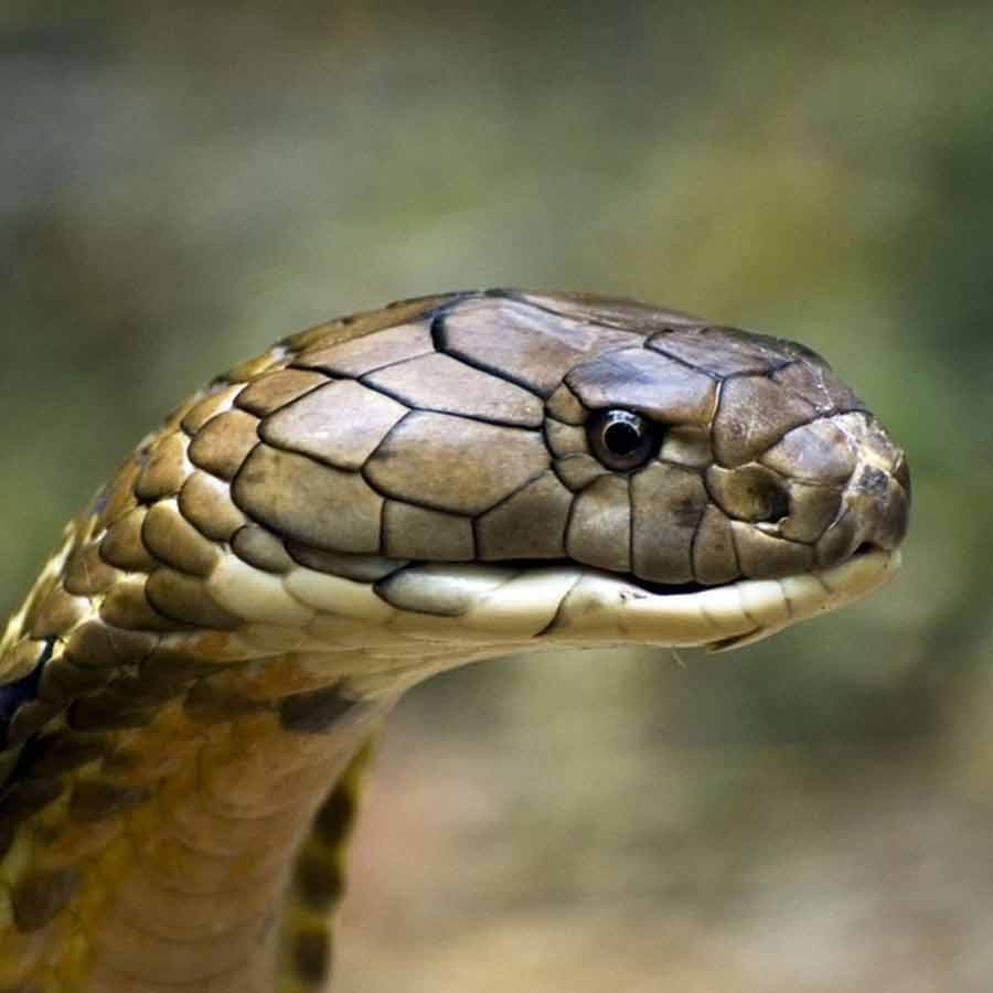 king cobra in Nepal