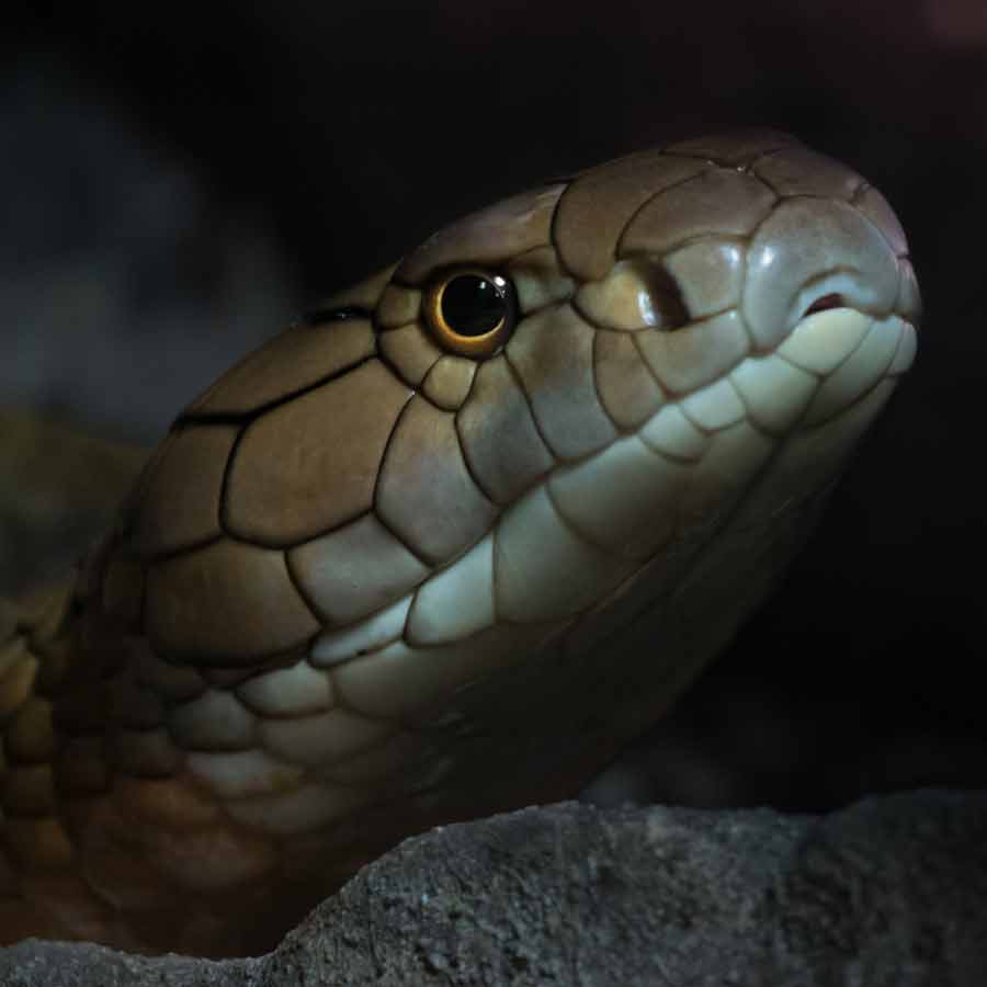 king cobra in Nepal