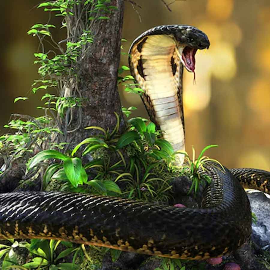 king cobra in Nepal