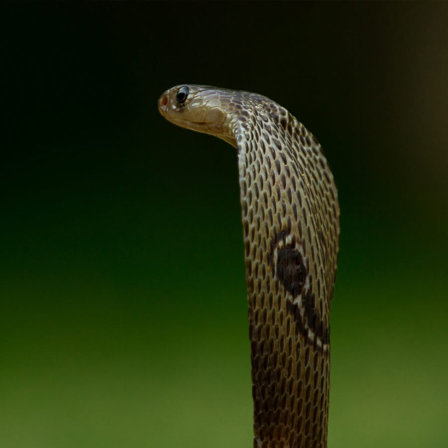 king cobra in Nepal