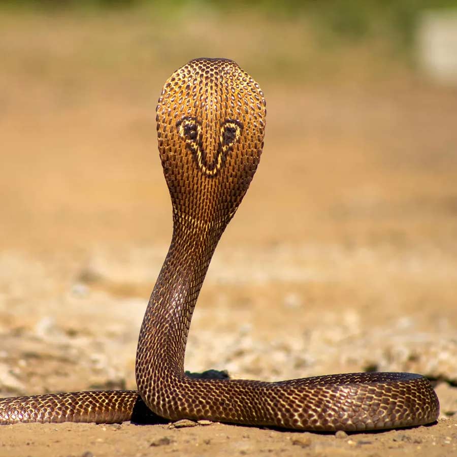 king cobra in Nepal