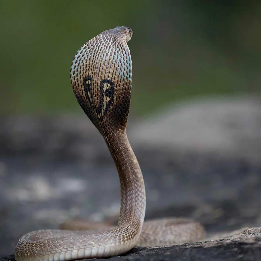 king cobra in Nepal