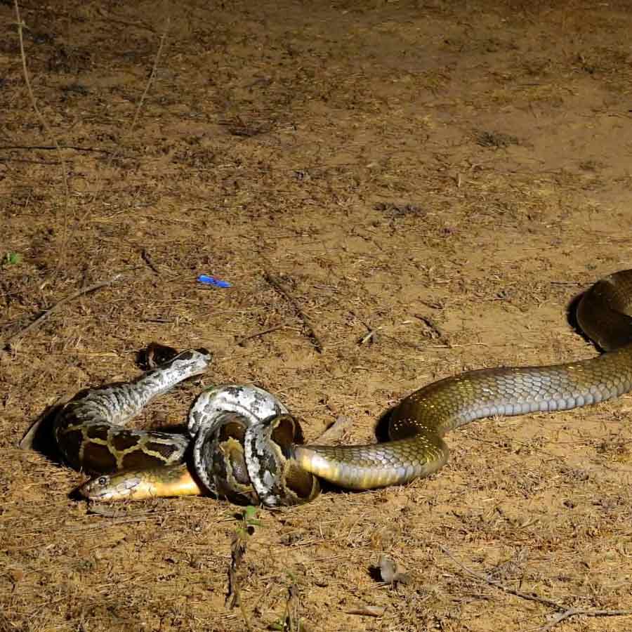 king cobra in Nepal