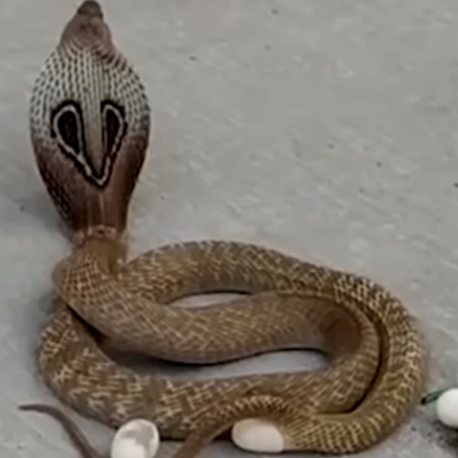 king cobra in Nepal