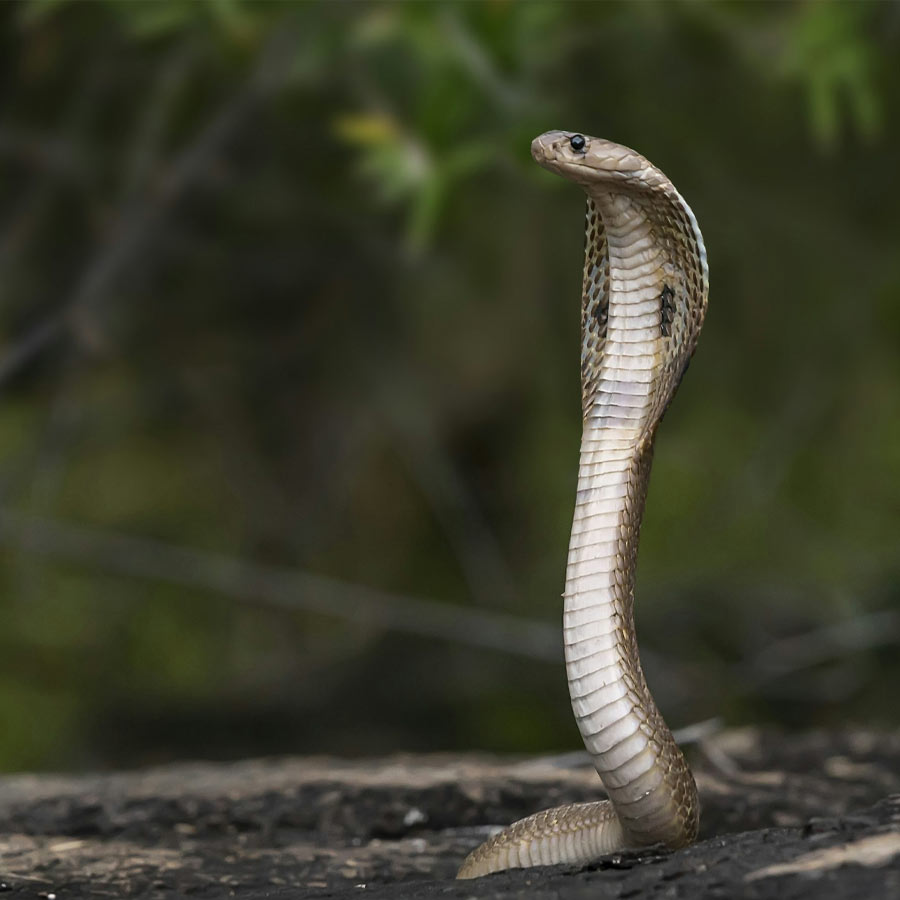 king cobra in Nepal