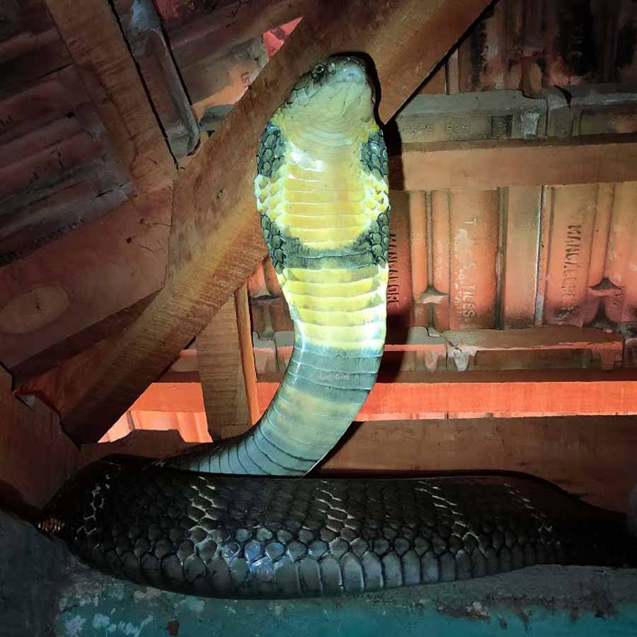king cobra in Nepal