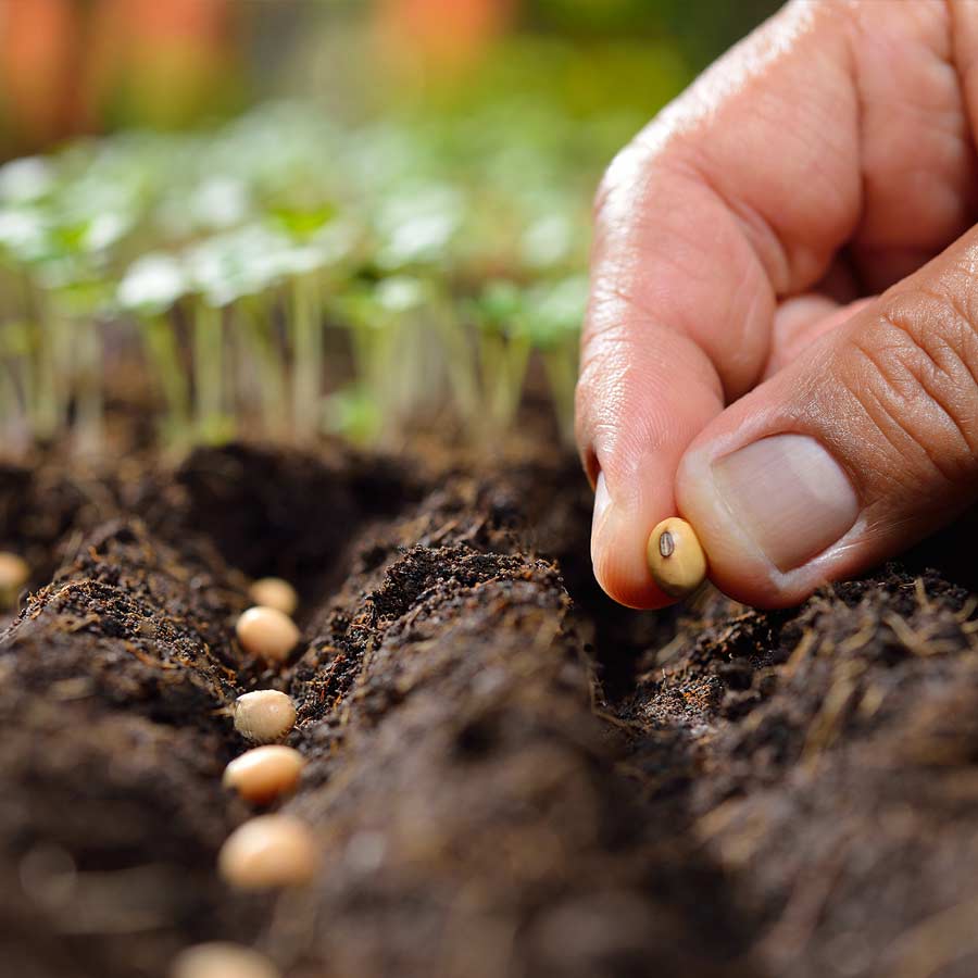 Why monsoon is the best time for kitchen garden dgtl