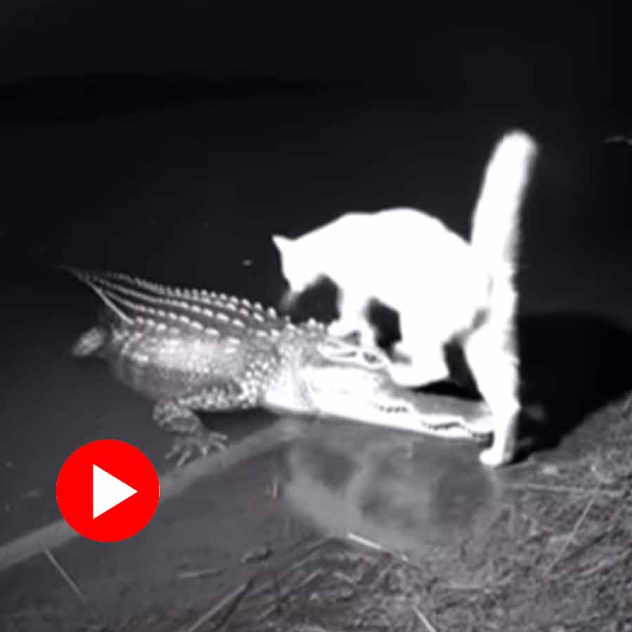 Video of cat standing on alligator’s neck goes viral dgtl
