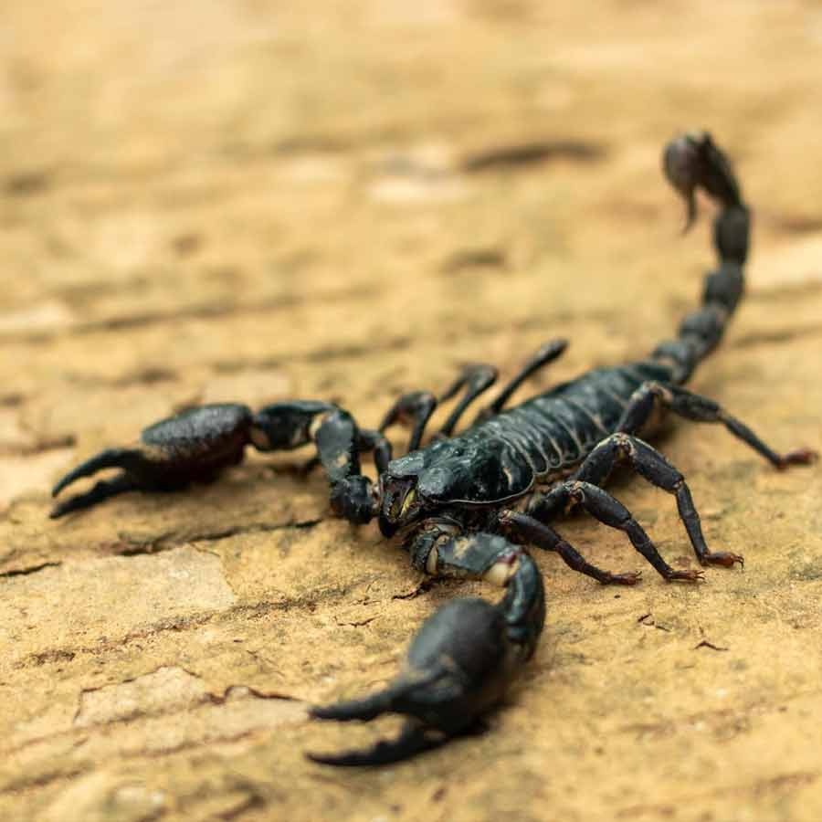 Brazilian scientists have claimed that scorpion venom could help to treat breast cancer