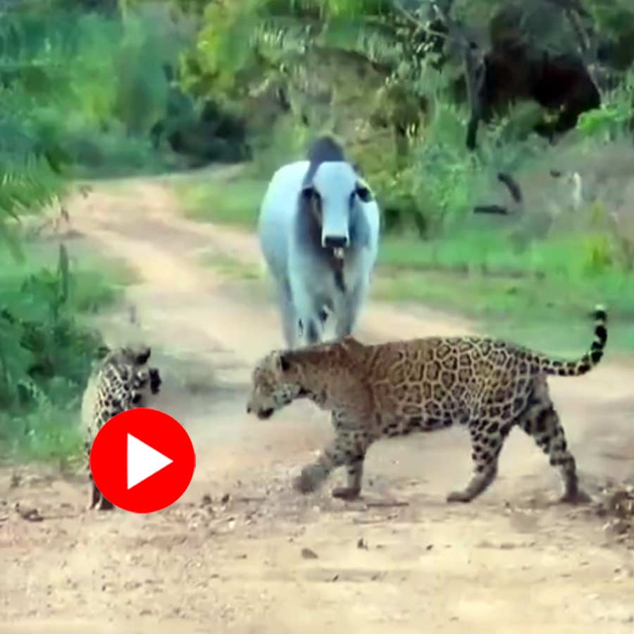 Video of two jaguar getting scared of bull and running away instantly goes viral dgtl
