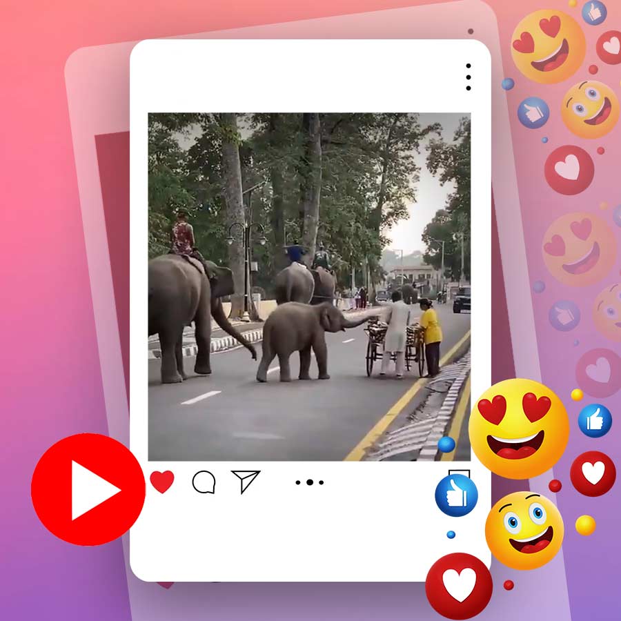 Video of baby elephant taking fruit from roadside cart goes viral dgtl