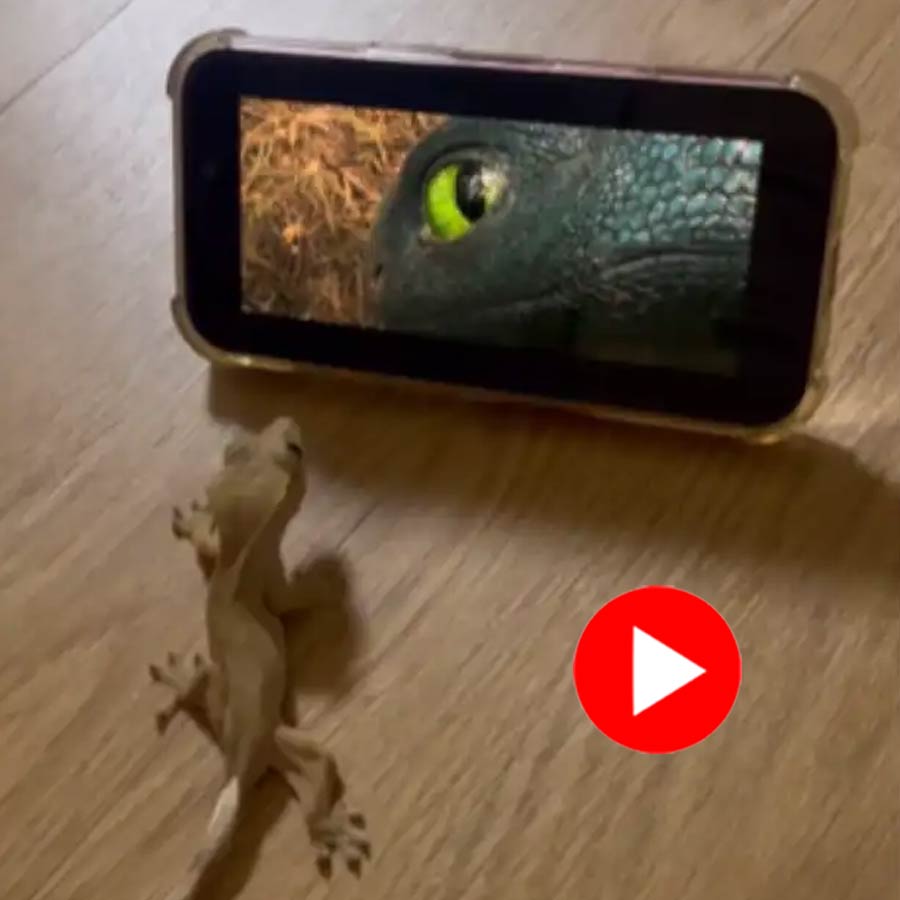 Video of pet gecko watching movie on mobile screen goes viral dgtl