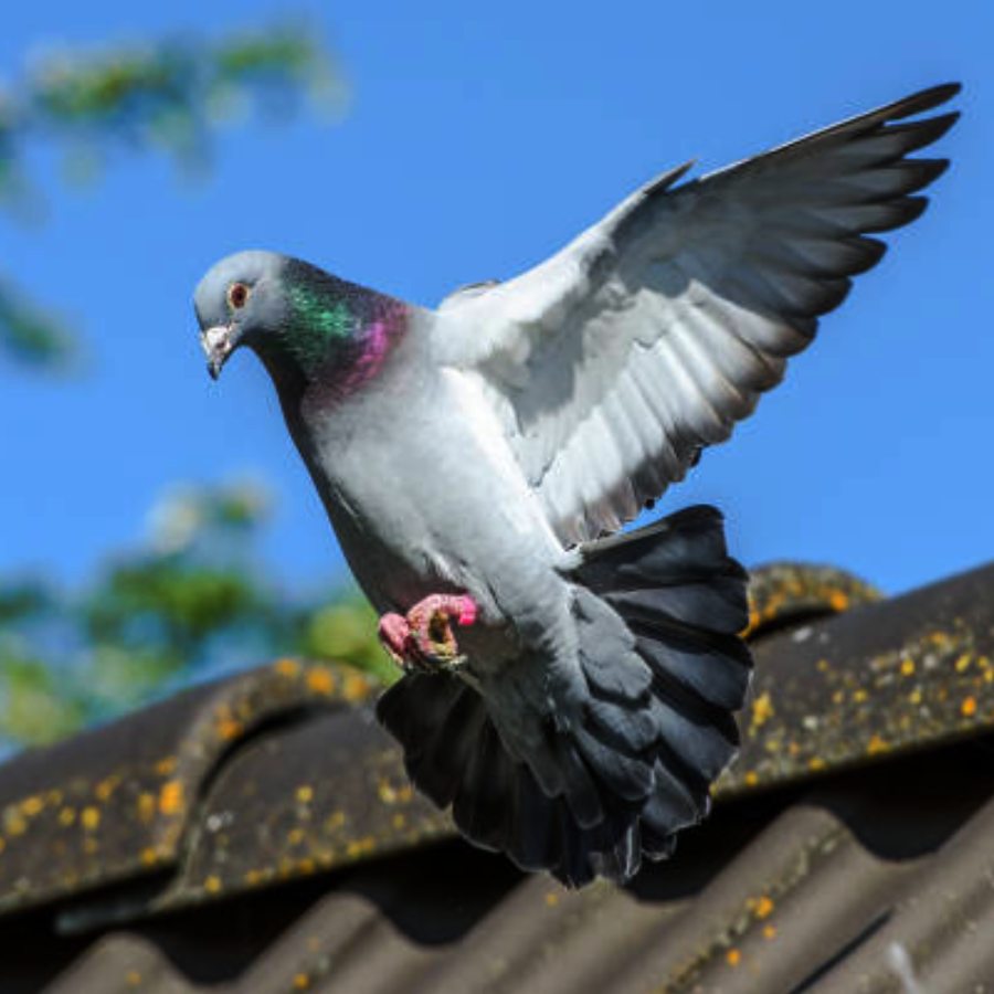 pigeon