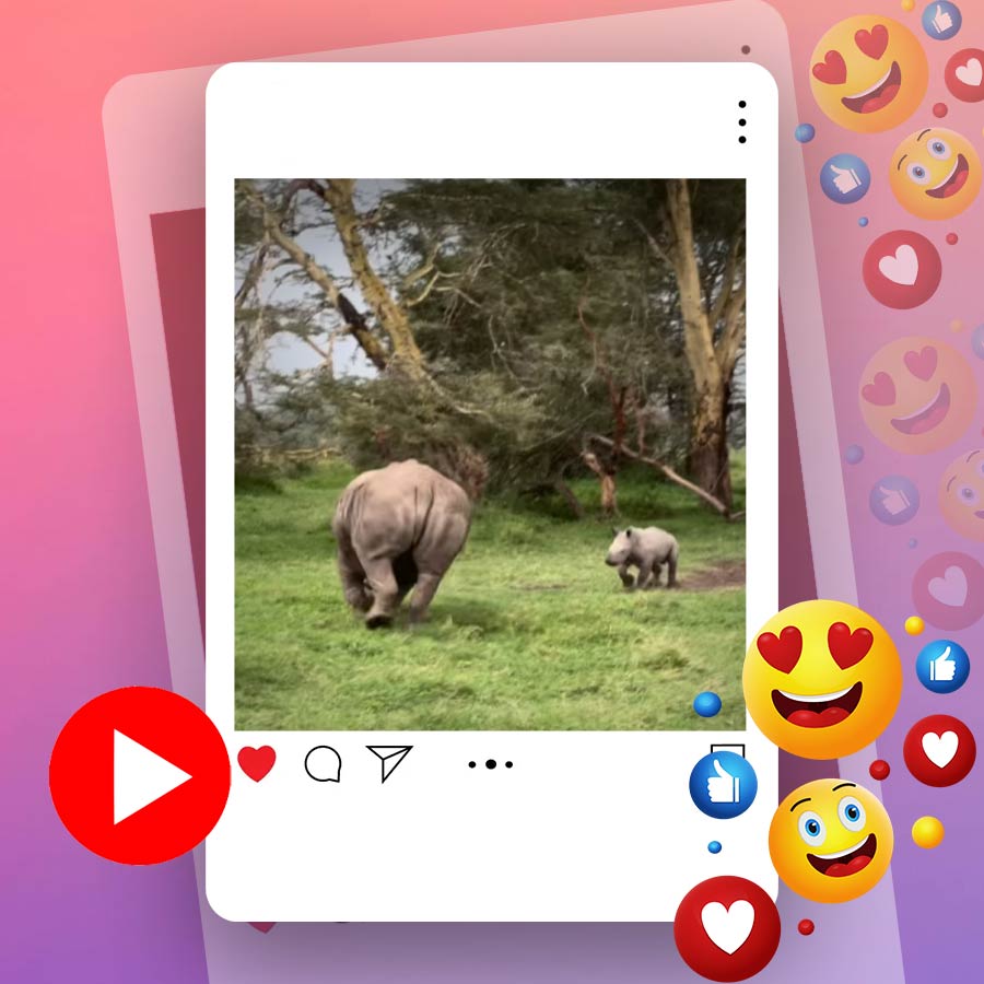 Video of baby rhinoceros playing around jungle dgtl