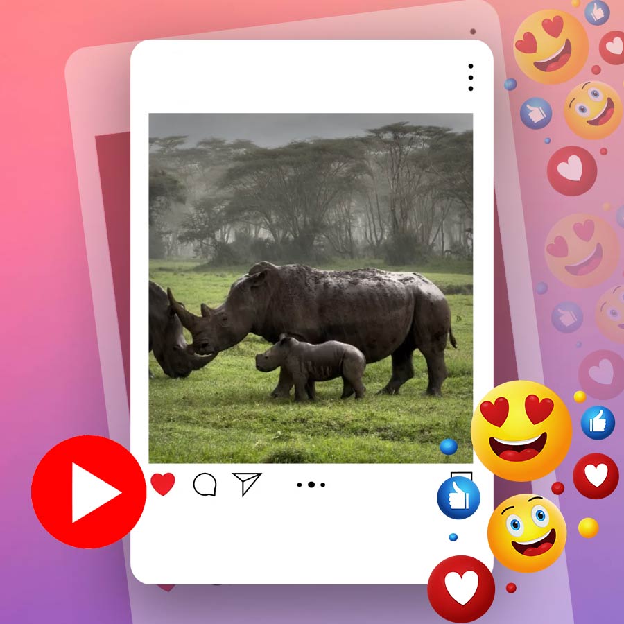 Video of baby rhinoceros taking shelter under its mother in rain goes viral dgtl