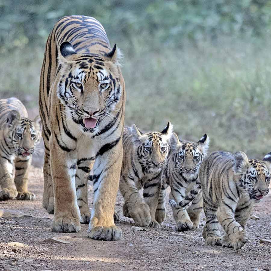Tigress and its four cubs allegedly killed by giving poison in Bengaluru, three arrested dgtl