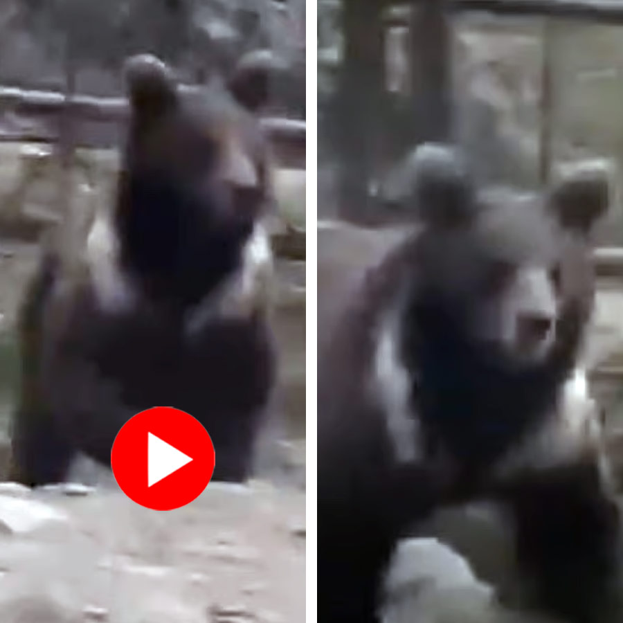 A wild bear was spotted in Sonamarg resort