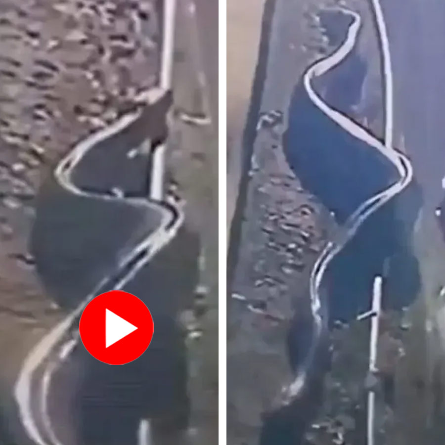 Video shows massive 26 feet snake crawling in Brazil locality