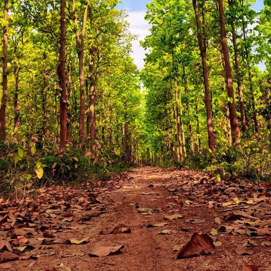 5 Forest areas near Kolkata for day trip dgtl
